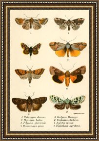 Evocation of Butterflies Framed Paintings - Butterflies by English School