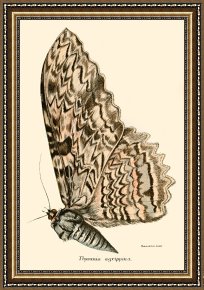 Evocation of Butterflies Framed Paintings - Butterflies by English School
