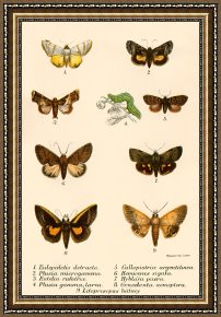 Evocation of Butterflies Framed Paintings - Butterflies by English School