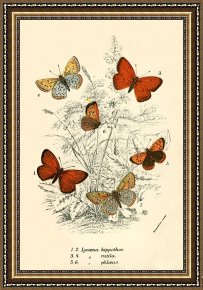 Evocation of Butterflies Framed Paintings - Butterflies by English School