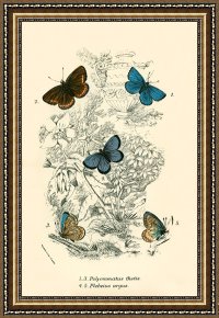 Evocation of Butterflies Framed Paintings - Butterflies by English School