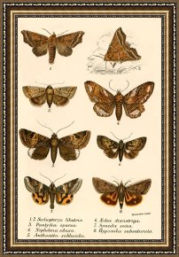 Evocation of Butterflies Framed Paintings - Butterflies by English School