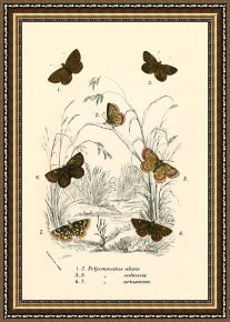 Evocation of Butterflies Framed Paintings - Butterflies by English School