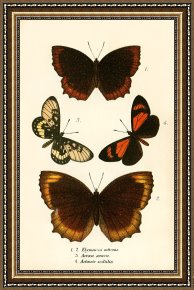 Evocation of Butterflies Framed Paintings - Butterflies by English School