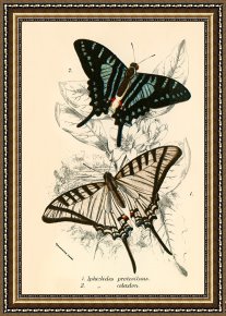 Evocation of Butterflies Framed Paintings - Butterflies by English School