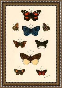 Evocation of Butterflies Framed Paintings - Butterflies by English School