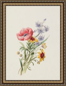 Wild Boar Framed Prints - Study of wild flowers by English School