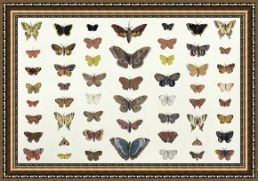Evocation of Butterflies Framed Paintings - A Collage Of Butterflies And Moths by French School