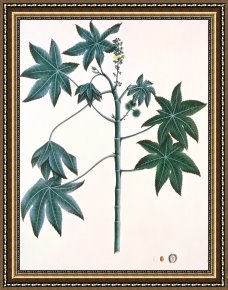 Oil Framed Prints - Castor Oil Plant by Indian School