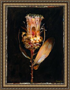 Floral Framed Prints - Floral Negative V by John Douglas