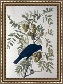American Framed Prints - American Crow by John James Audubon