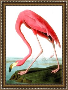 American Framed Prints - American Flamingo by John James Audubon