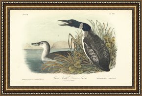 Song of The North Framed Prints - Great North Diver Loon by John James Audubon