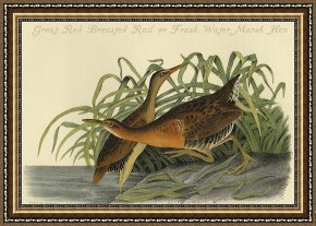 Between Geest And Marsh Framed Paintings - Great Red Breasted Rail Or Frash Water Marsh Hen by John James Audubon