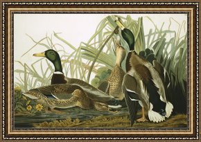 Ducks Framed Paintings - Mallard Duck Plate Ccxxi Aquatint with Engraving And Hand Colouring on J Whatman 1831 by John James Audubon
