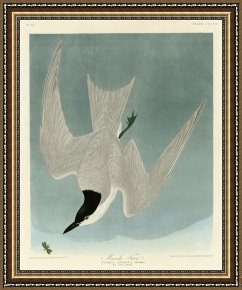 Between Geest And Marsh Framed Paintings - Marsh Tern by John James Audubon