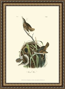 Between Geest And Marsh Framed Paintings - Marsh Wren by John James Audubon