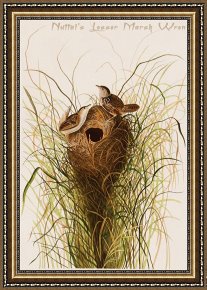 Between Geest And Marsh Framed Paintings - Nuttal's Lesser Marsh Wren by John James Audubon