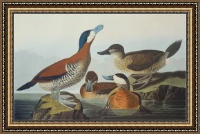 Ducks Framed Paintings - Ruddy Duck by John James Audubon
