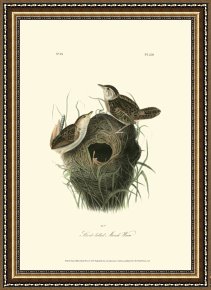 Between Geest And Marsh Framed Paintings - Short Billed Marsh Wren by John James Audubon