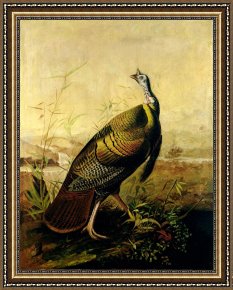 Wild Boar Framed Prints - The American Wild Turkey Cock by John James Audubon