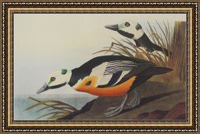 Ducks Framed Paintings - Western Duck by John James Audubon