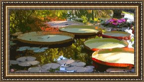 Cubist Lilies Framed Prints - Morning Sunlight through Lilies by John Lautermilch