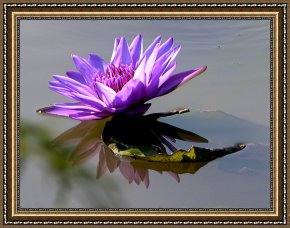 Beauty Framed Paintings - Purple Beauty on the Pond by John Lautermilch