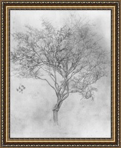 The Lemon Tree Framed Prints - Study of a Lemon Tree by Lord Frederick Leighton