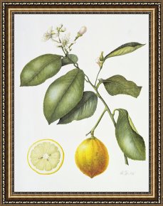 Eden Framed Paintings - Citrus Bergamot by Margaret Ann Eden