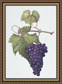 Eden Framed Paintings - Grapes by Margaret Ann Eden