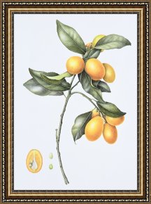 Eden Framed Paintings - Kumquat by Margaret Ann Eden