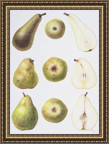 Eden Framed Paintings - Six Pears by Margaret Ann Eden
