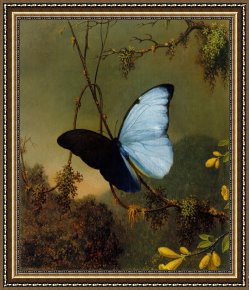 Heade Framed Paintings - Blue Morpho Butterfly by Martin Johnson Heade