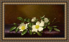 Cherokee Roses on a Purple Cloth Framed Paintings - Cherokee Roses on a Purple Cloth by Martin Johnson Heade