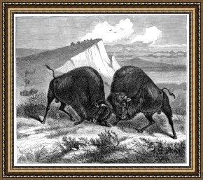 Swine, 19th Century Framed Prints - BUFFALO, 19th CENTURY by Others