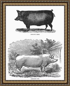 Kohler's Pig Framed Prints - English Breeds Of Pigs by Others