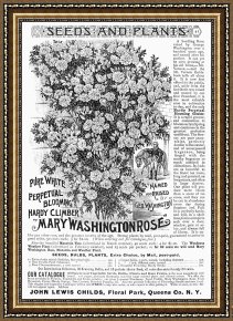 Advertisement Framed Prints - Rose Advertisement, 1890 by Others