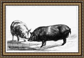 Swine, 19th Century Framed Prints - SWINE, 19th CENTURY by Others
