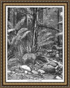 Wild Boar Framed Prints - Wild Boar by Others