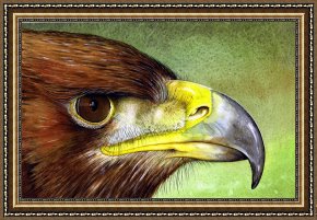 Golden Times Framed Prints - Golden Eagle by Paul Dene Marlor