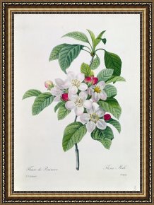 Pierre Framed Paintings - Apple Blossom by Pierre Joseph Redoute