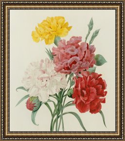 Belle Du Jour Framed Paintings - Carnations From Choix Des Plus Belles Fleures by Pierre Joseph Redoute