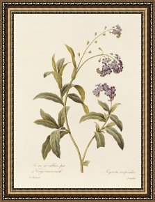 Pierre Framed Paintings - Forget Me Not by Pierre Joseph Redoute