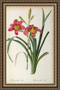 Hemerocallis Fulva Framed Paintings - Hemerocallis fulva by Pierre Joseph Redoute
