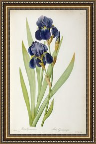 Field of Yellow Irises at Giverny Framed Paintings - Iris Germanica by Pierre Joseph Redoute