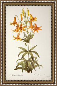 Joseph Framed Prints - Lilium Penduliflorum by Pierre Joseph Redoute