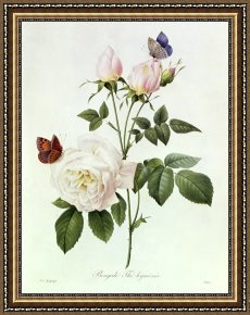 Joseph Framed Prints - Rosa Bengale the Hymenes by Pierre Joseph Redoute