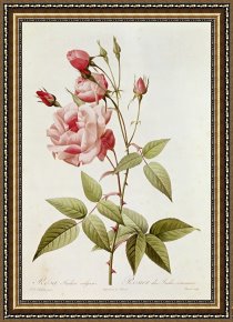 Pierre Framed Paintings - Rosa Indica Vulgaris by Pierre Joseph Redoute