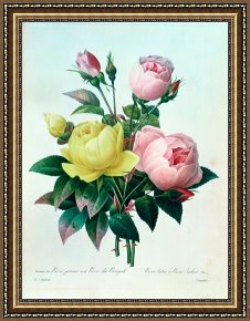 Pierre Framed Paintings - Rosa Lutea and Rosa Indica by Pierre Joseph Redoute